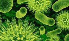 俄罗斯细菌爆料视频大全,病毒爆料视频大全深度解析